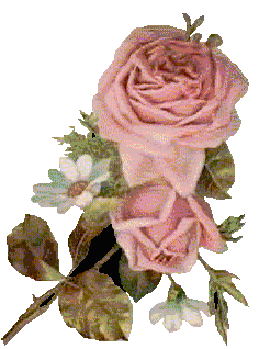Rose & Daisy