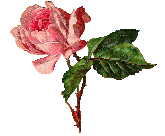 Pink Rose
