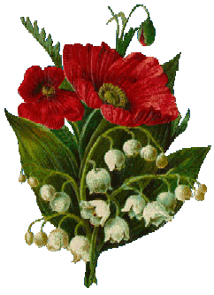 Poppies