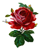 Redrose
