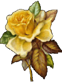 Yellow Rose