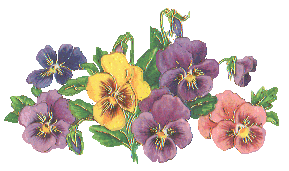 Pansies