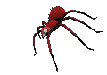spider